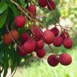 Litchi chinensis